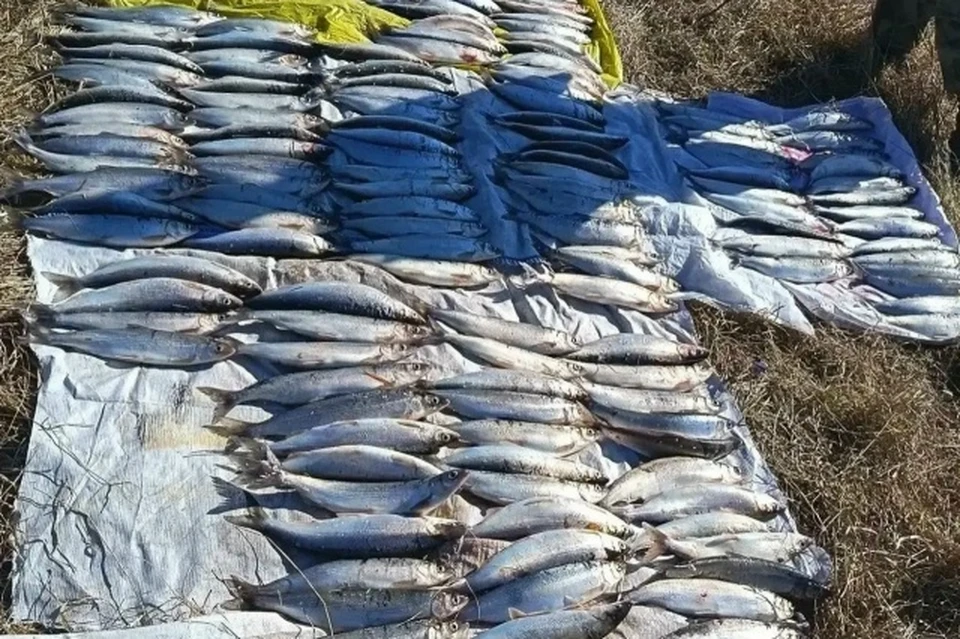 В Бурятии поймали пять браконьеров с уловом омуля на 3,4 млн рублей.