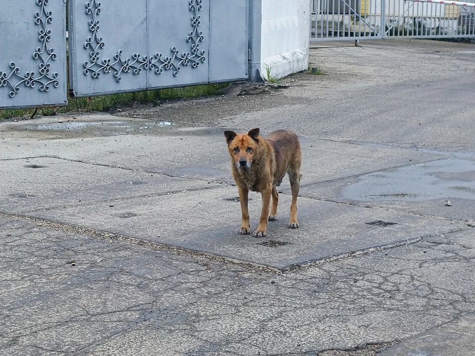 Пока не ясно, что вызвало жестокость по отношению к животным