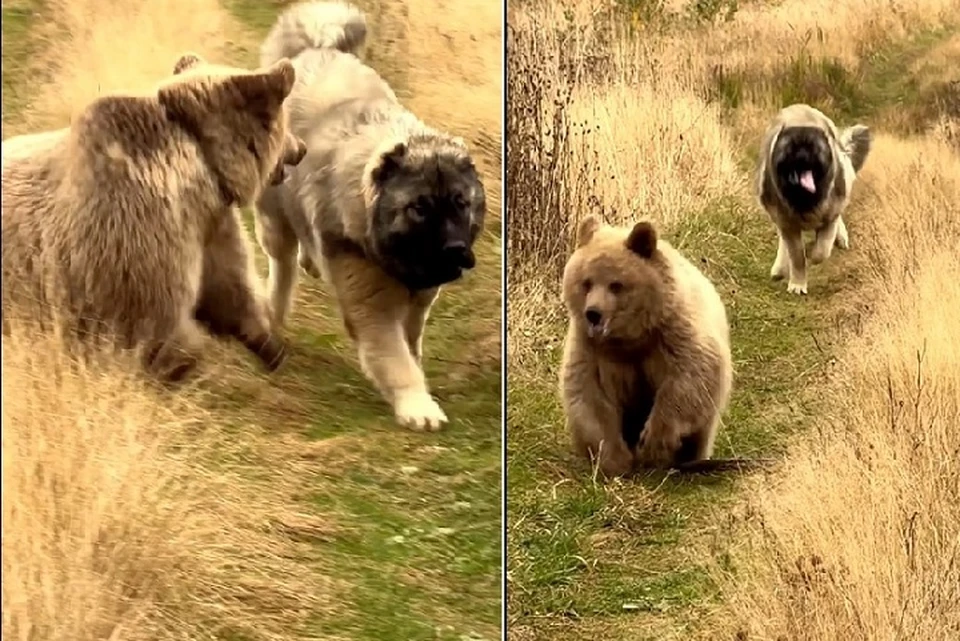 А потом они гонялись друг за другом по лесам и весям. Фото: стоп-кадр видео
