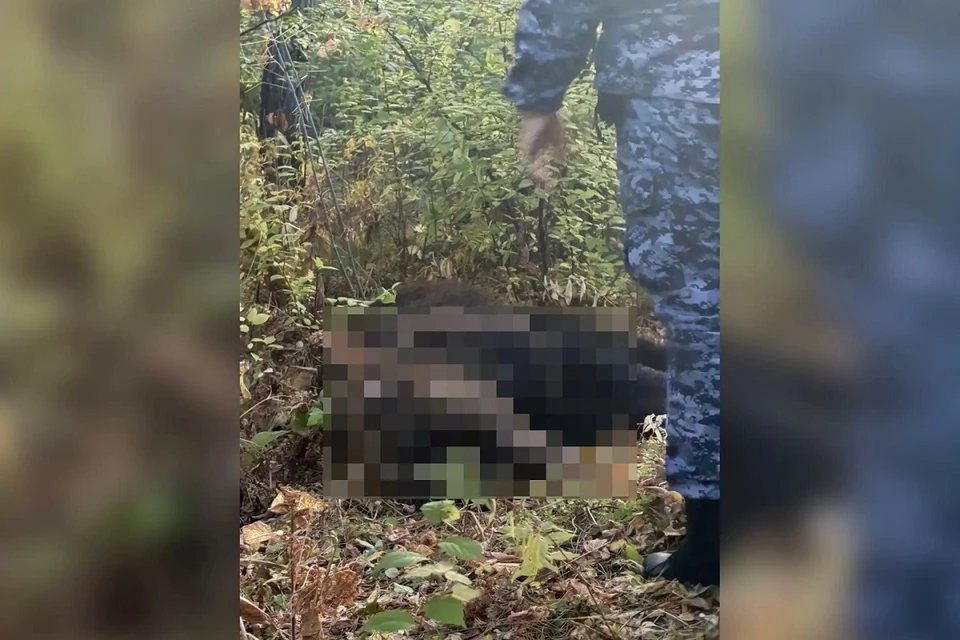 Медведя застрелили прямо во дворе поселка Черёмушки. Фото: Черёмушки.info