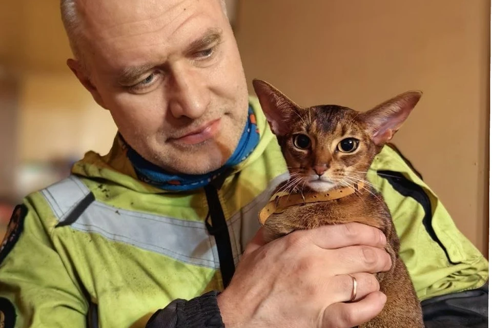 Спасатель «Кошкиспаса» снял абиссинскую кошку с высокой ели в Ленобласти. Фото: «Кошкиспас»