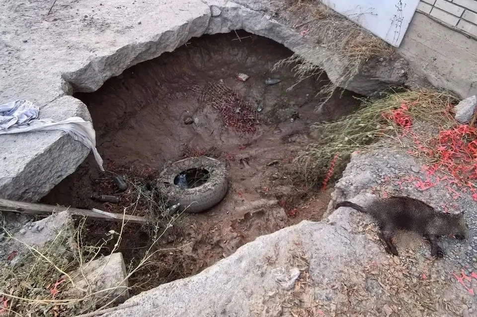 Пожилая женщина провалилась в глубокую яму, где до этого утонула уличная кошка.