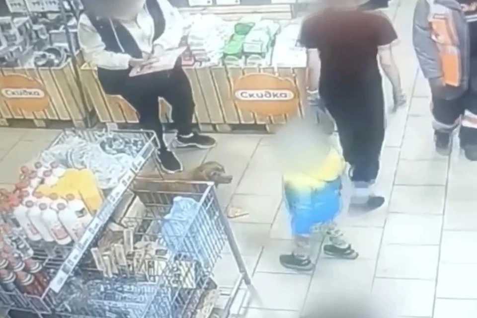 В Усть-Илимском районе собака напала на ребенка в магазине