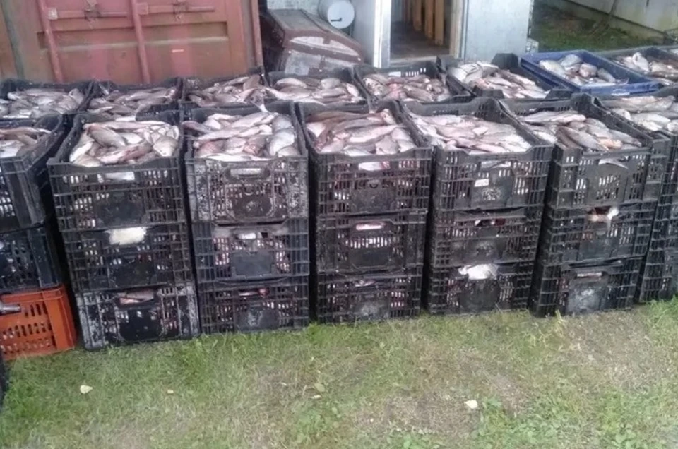 40 тысяч штук рыбы изъяли у брейтовского предпринимателя.