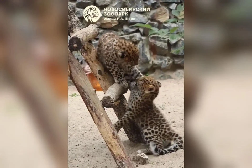 В зоопарке Новосибирска котята дальневосточного леопарда учатся охоте. Фото: стоп-кадр из видо Новосибирского зоопарка