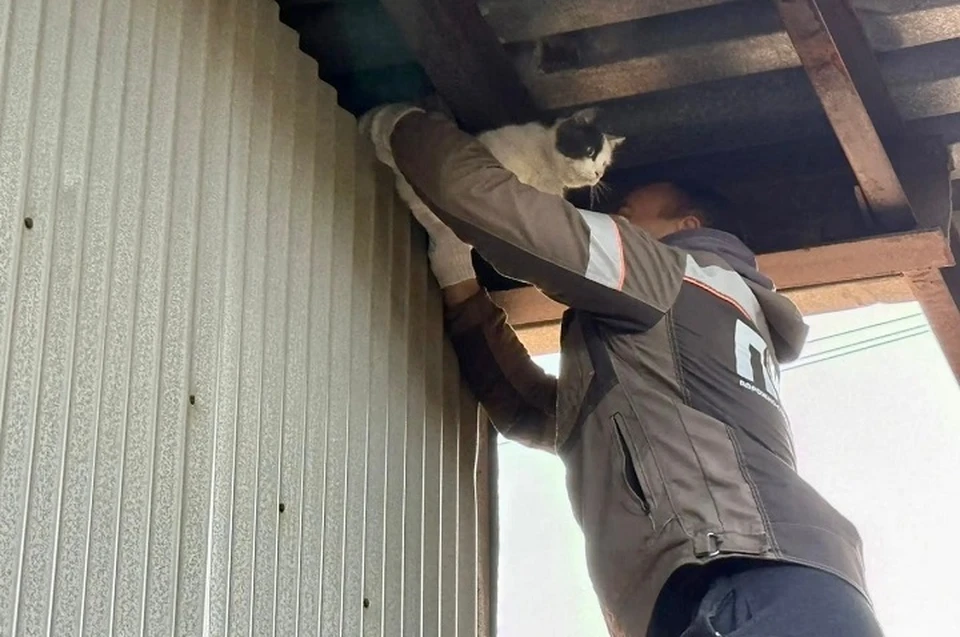 В Ярославле рабочие сняли кота с высоты. ФОТО: страница Евгения Чуркина ВКонтакте