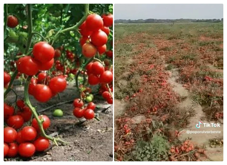 Добротная местная продукция может сгнить в поле или оказаться на свалке. Фото: коллаж КП