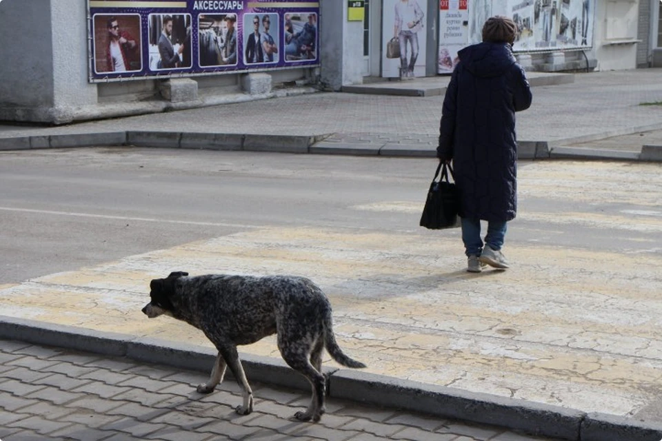Животные нуждаются в заботе