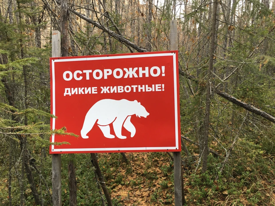 Медведя заметили у Лысой горы в Северной Осетии