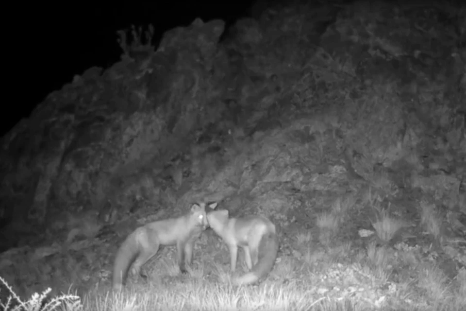 Фото: стоп-кадр видео фотоловушки Саяно-Шушенского заповедника
