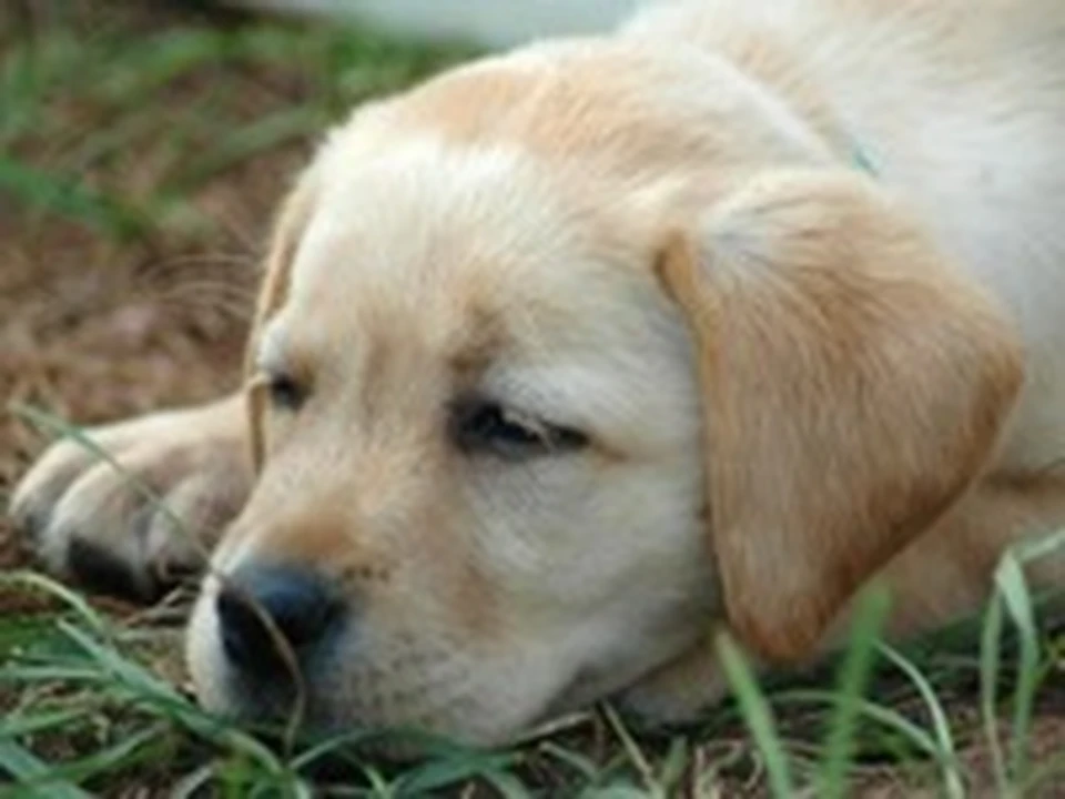 Ложная щенность может привести к онкологии - KP.RU