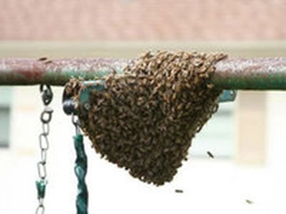 Чего боятся пчелы как от них избавиться. Осиное гнездо роение. Улей земляных ОС. Приспособления для удаления осиных гнезд. Пчела уничтожитель.