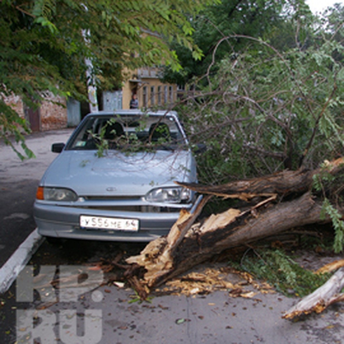 В Саратове на машину рухнуло дерево - KP.RU