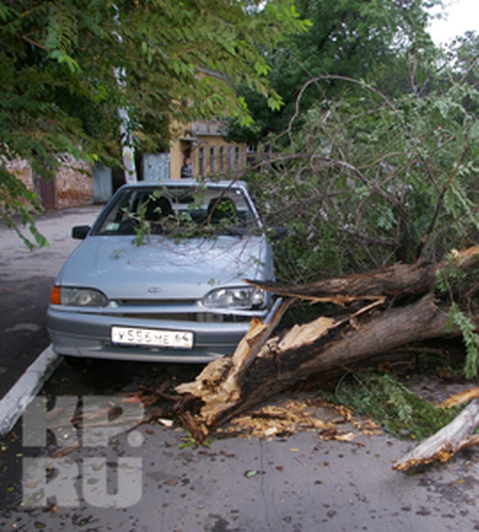 В Саратове на машину рухнуло дерево - KP.RU