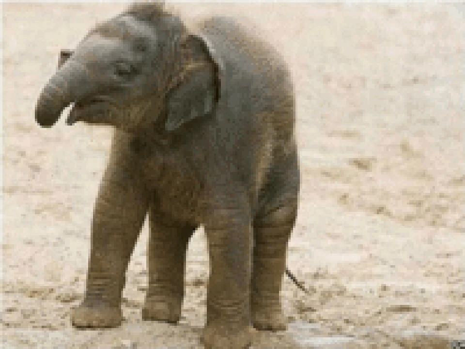 8 слоников. Слонёнок. Добрый слон. Фото слоненка маленького.