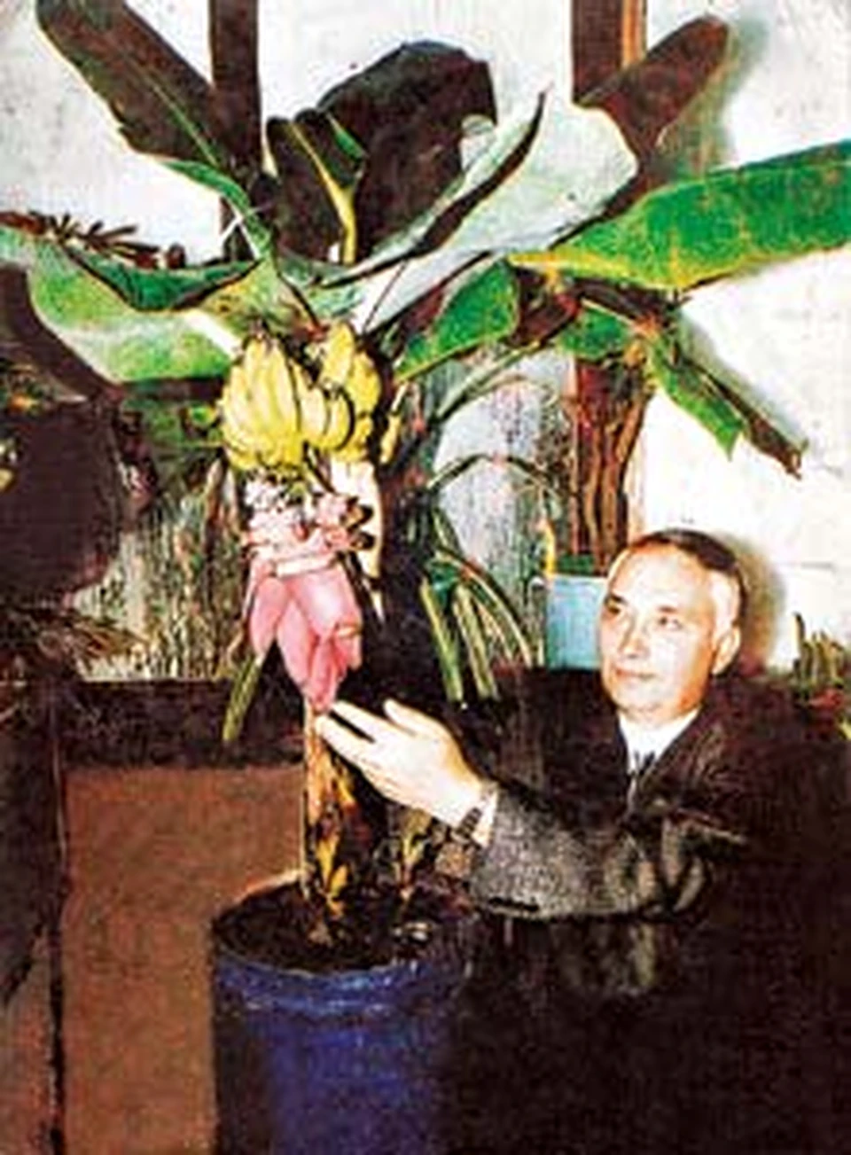 Анатолий Патий рядом с плодоносящим бананом – Киевским Суперкарликом.