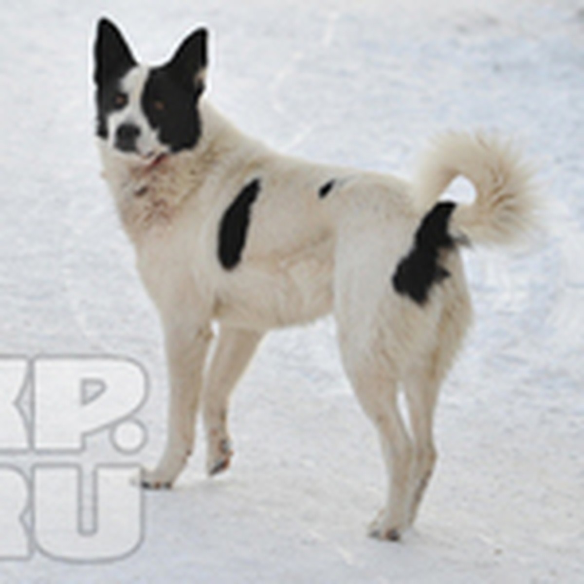 Питомник северных ездовых собак в Пермском крае