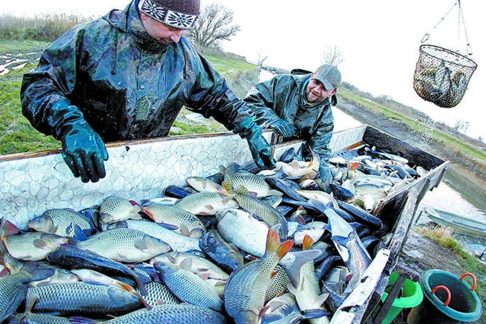 Чтобы псковские рыбаки смогли осваивать ресурсы Чудского озера наравне с эстонцами, в рыбодобывающую отрасль региона необходимо вложить значительные инвестиции
