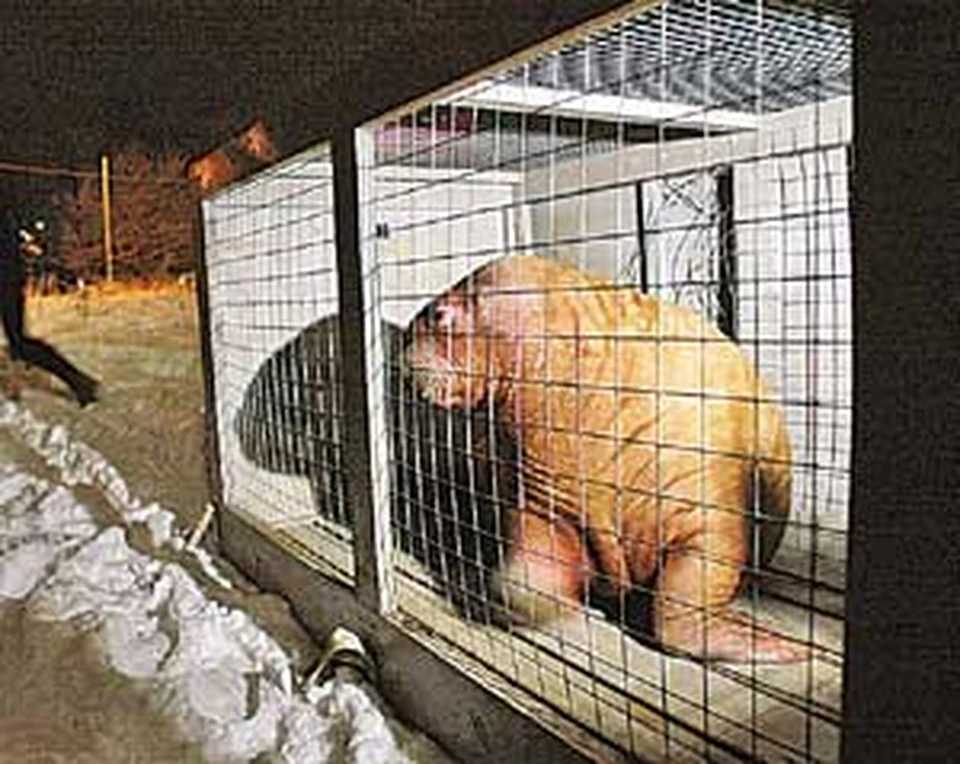 Моржонку повезло: в аварии он только поцарапал спину.