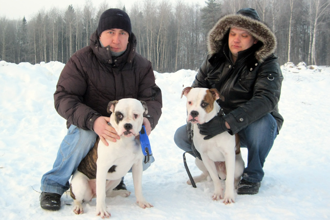 Потомки собаки-актера из фильма «Дорога домой» живут в Ижевск