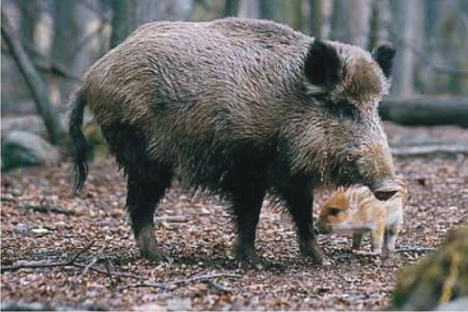 В Тверскую область пришла весна - свиная чума проснулась