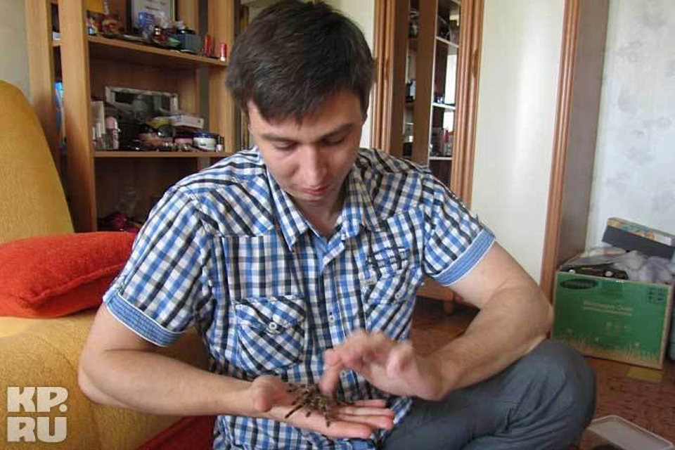 - Пауки – прекрасные, грациозные создания, - уверен Сергей Швырков.