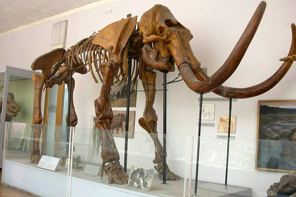 Известная новосибирская мамонтиха Матильда тоже, скорее всего, пала не от рук человека – во всяком случае, все кости у нее целы