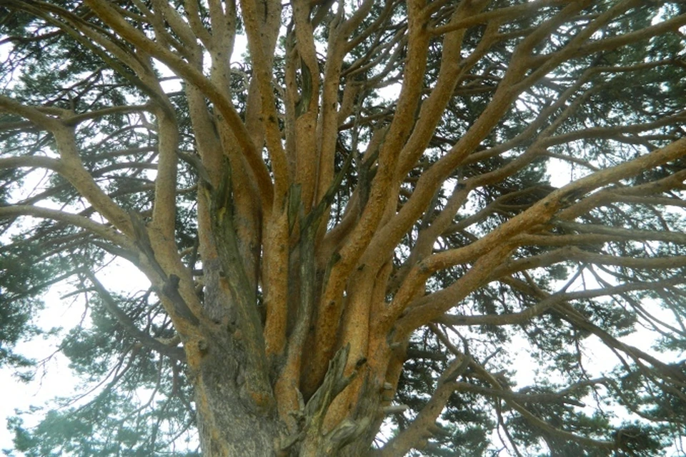 Удмуртская сосна, дарящая силы, издалека больше похожа на лиственное дерево. А вблизи – на сказочное или мистическое.