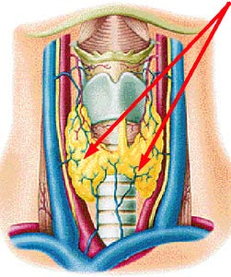 Щитовидная железа картина