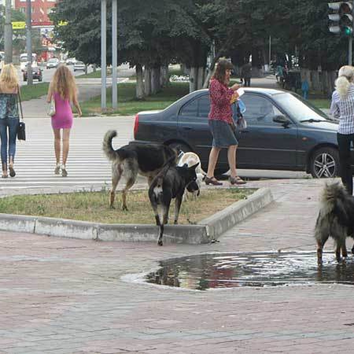 Дали право на жизнь? В Орле запретили отстрел бродячих животных - KP.RU