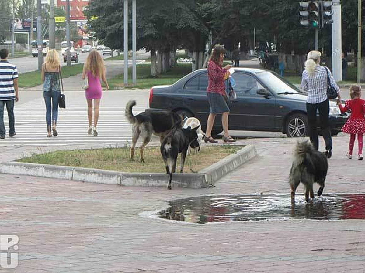 Дали право на жизнь? В Орле запретили отстрел бродячих животных - KP.RU