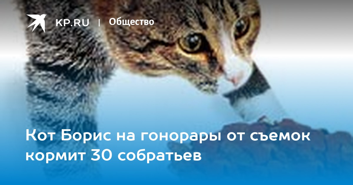 Кот Борис на гонорары от съемок кормит 30 собратьев - KP.RU
