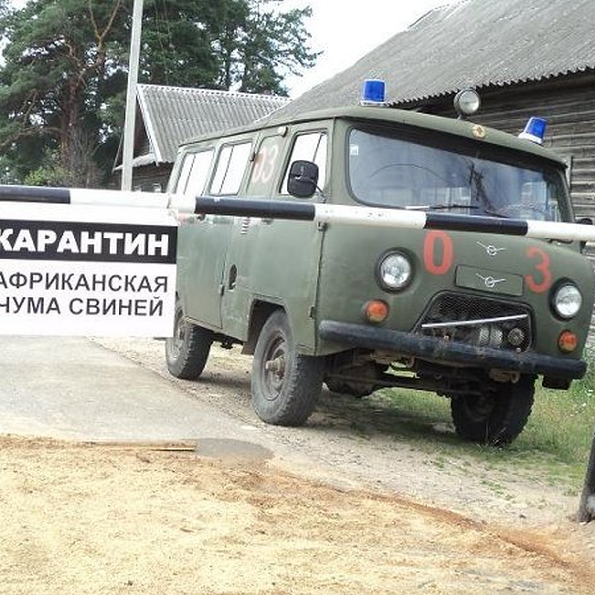 В Тверской области судебные приставы будут конфисковывать свиней - KP.RU