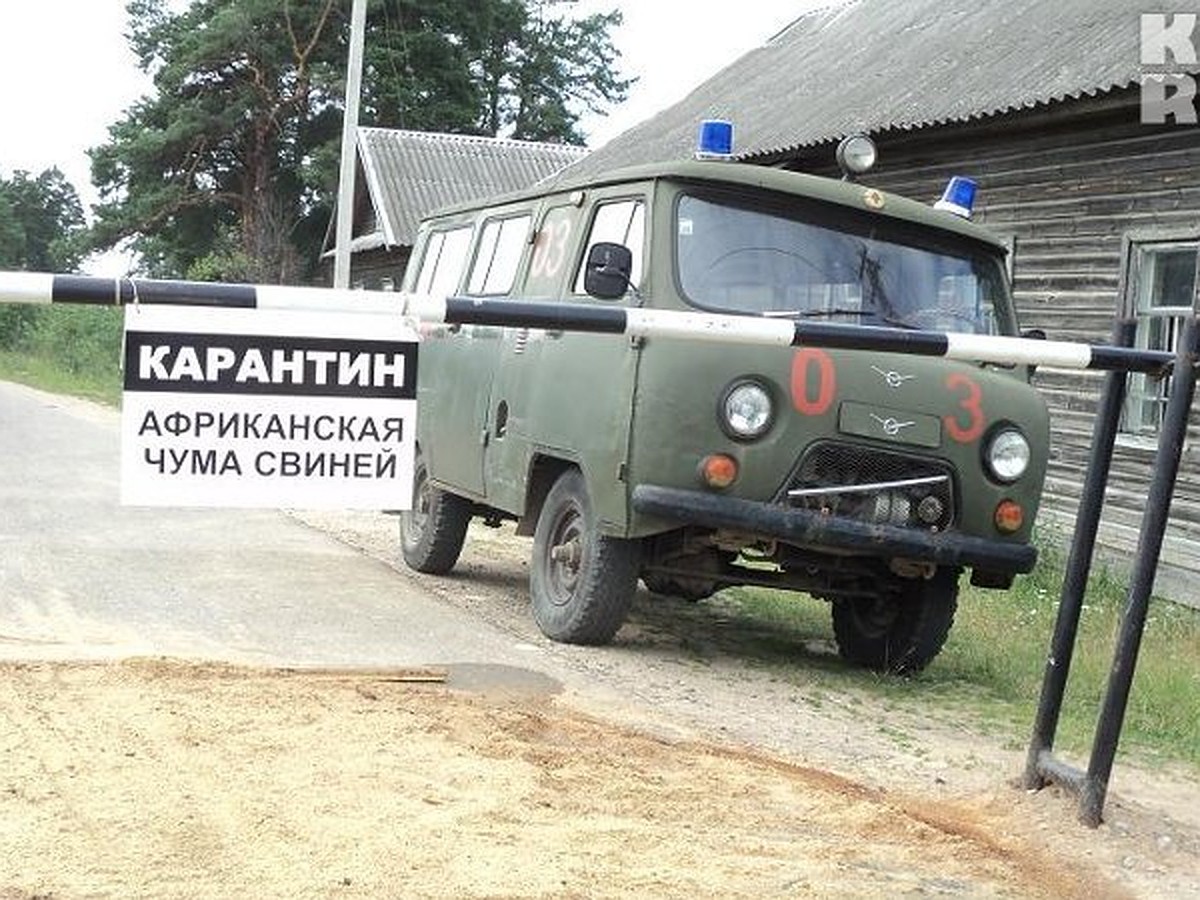 В Тверской области судебные приставы будут конфисковывать свиней - KP.RU