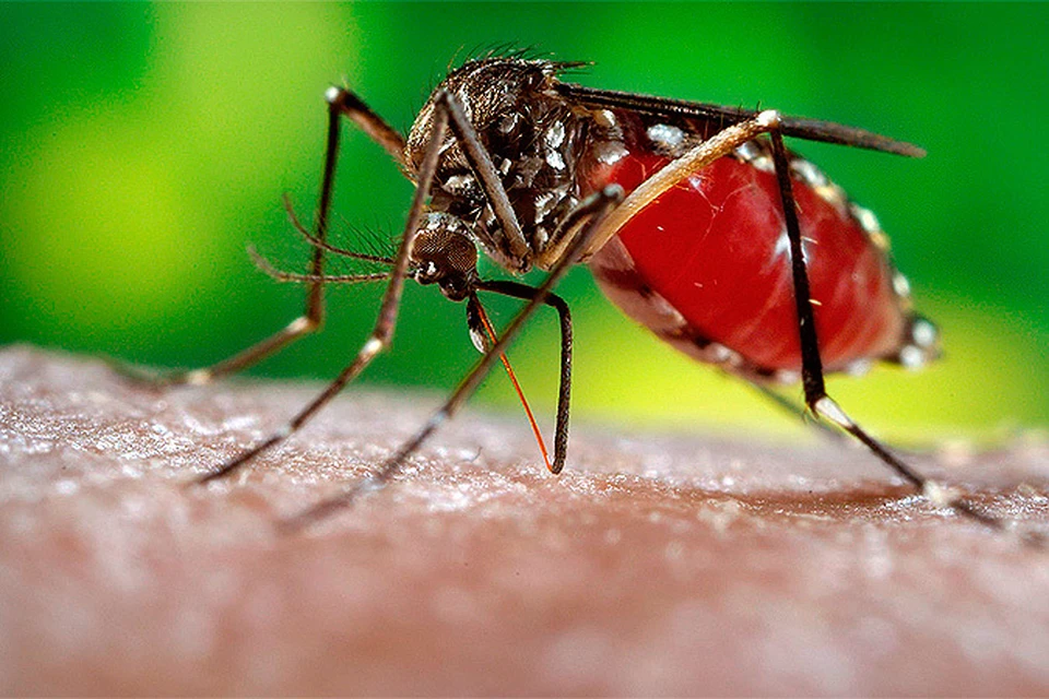 Туристам на Шри-Ланке угрожают комары