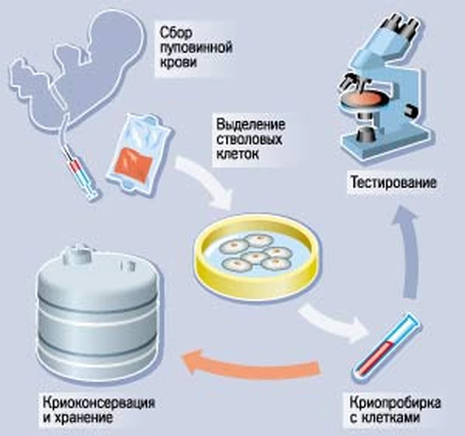 Стволовые клетки - лекарство от старости? - KP.RU