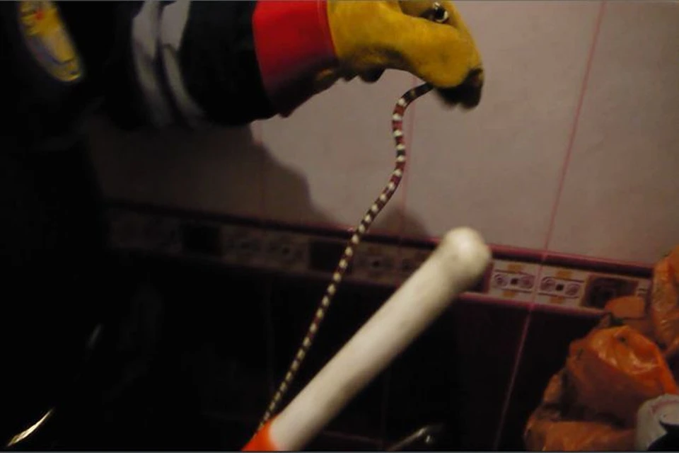 Змея нашла убежище в ставропольском туалете