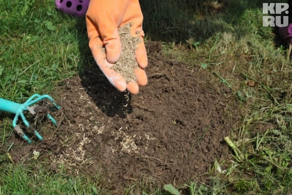 Депутаты решили вскрыть земельный нарыв на теле Пскова - KP.RU