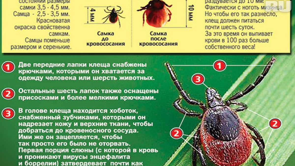 В Тверской области клещи высосали кровь у 1200 человек - KP.RU