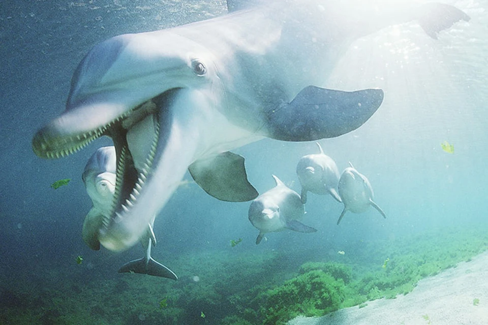 Дельфины – одни из самых необыкновенных жителей моря.