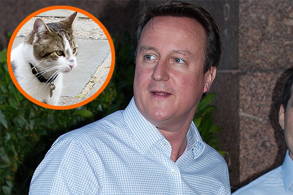 Дэвид Кэмерон очень недоволен… котом Ларри, проживающим с ним по соседству!