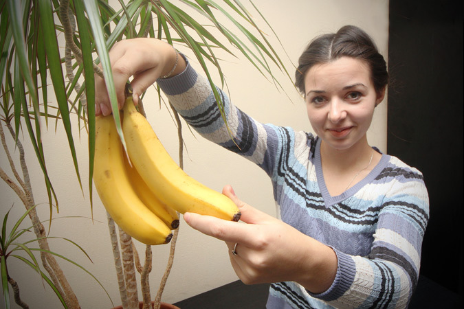 Бывали случаи, когда любители комнатных бананов собирали плоды со своих растений.