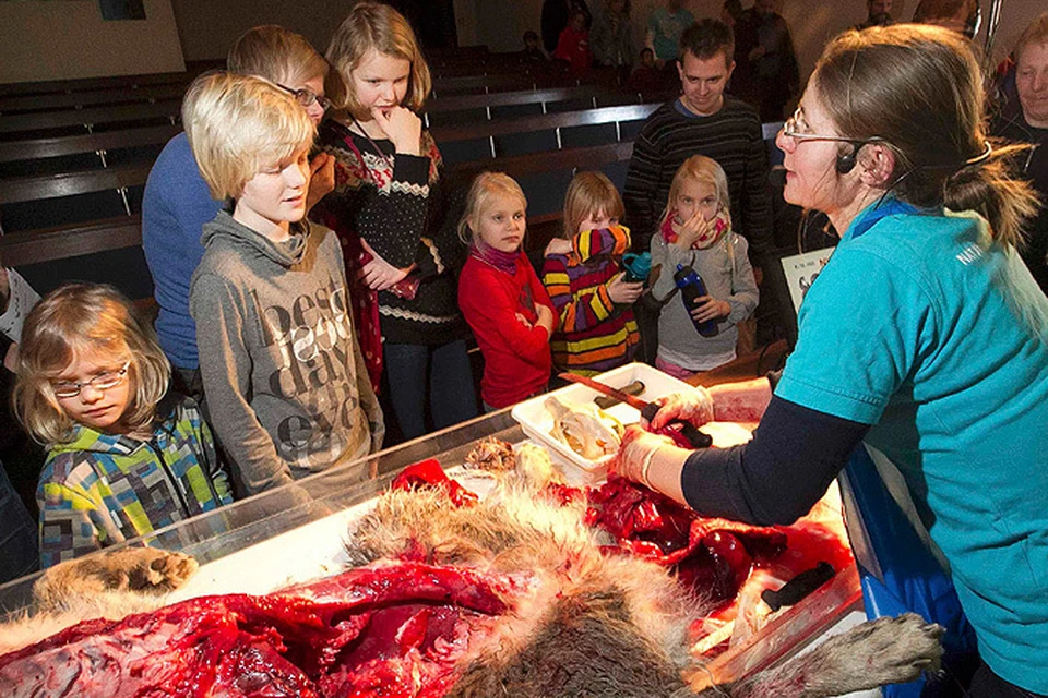 После убийства жирафа в Дании на глазах у детей расчленили волка