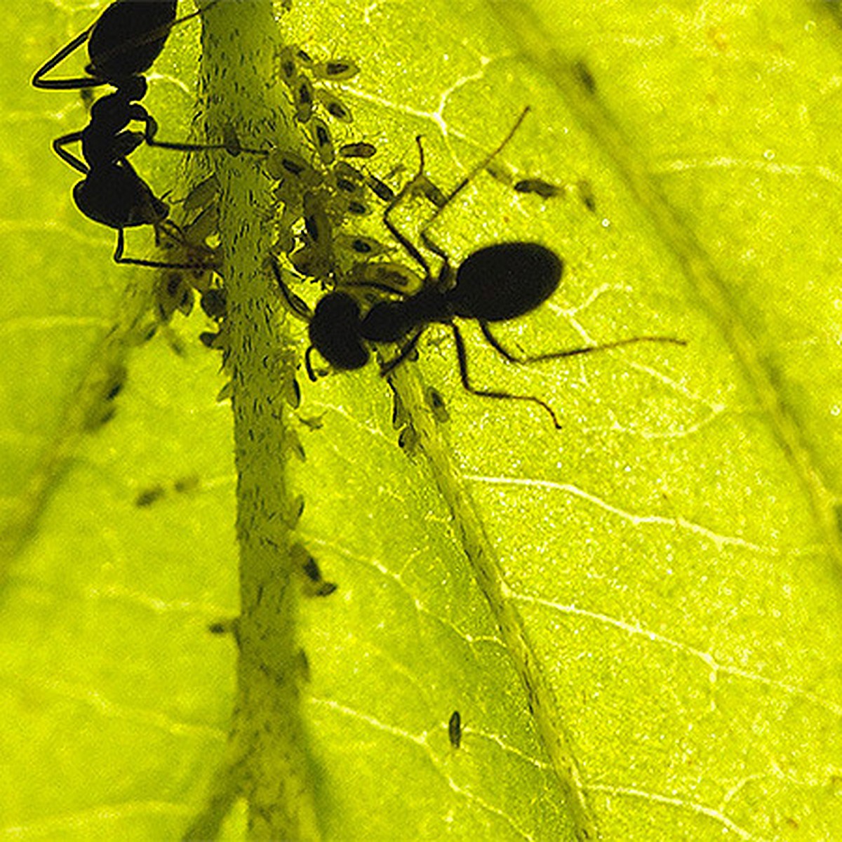 Почему муравьи появляются на даче?