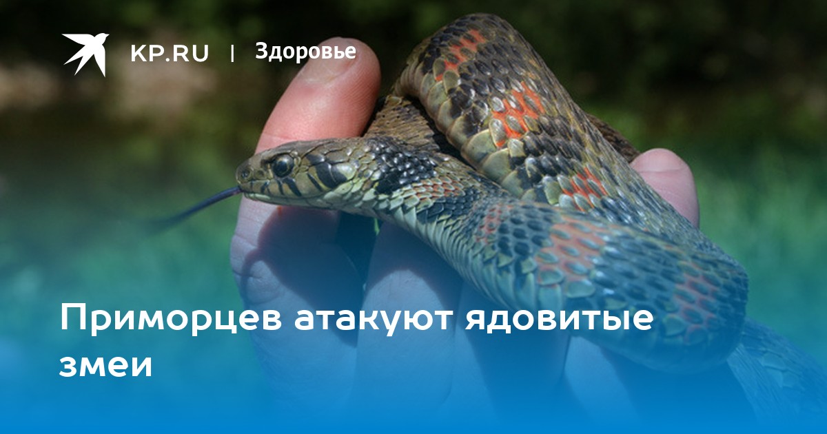 Змеи Приморского края