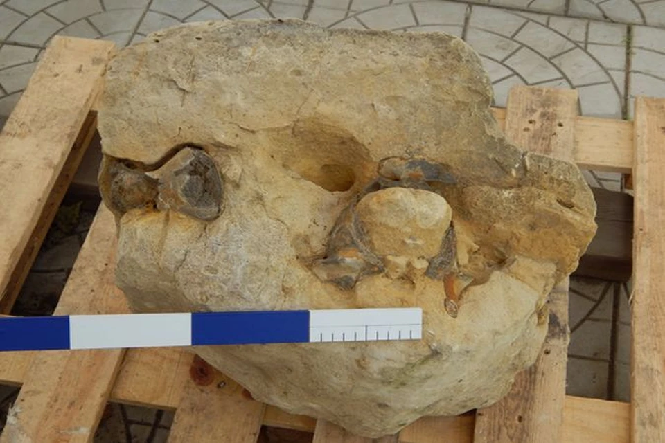 Останки древнего кита, обнаруженного на Ставрополье