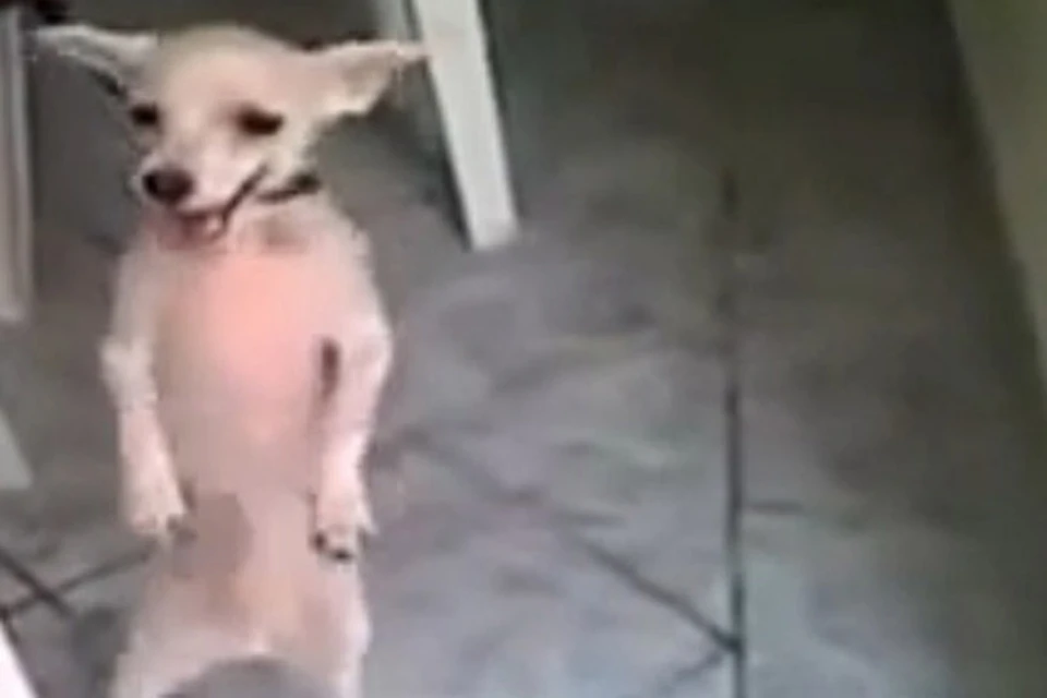 В сети пояивлся видеоурок "собачьей самбы" от чихуа-хуа