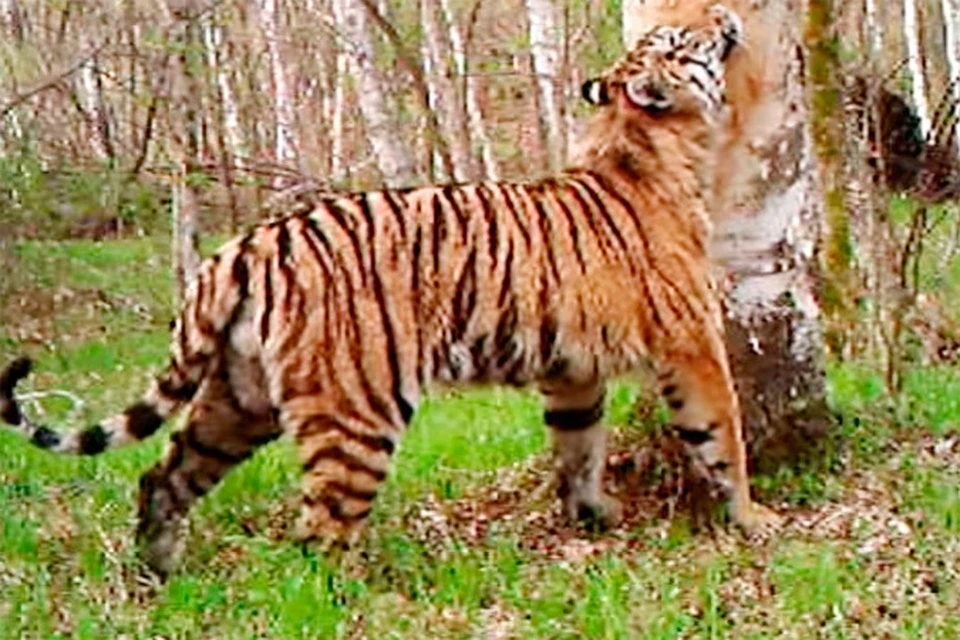 Тигры пометили березу, как границу своих владений