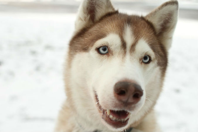 Собаки не могут ошибаться - снег прекрасен! Фото - http://iwantapounddog.blogspot.com/