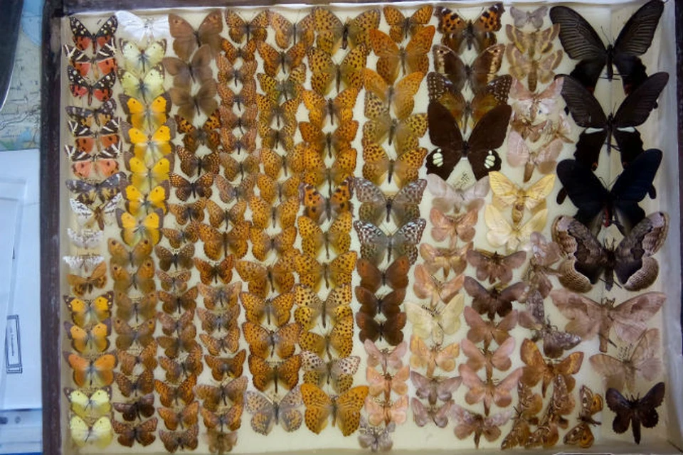 От такого количества и расцветки бабочек просто рябит в глазах. Фото: предоставлено зоологическим музеем ТНУ
